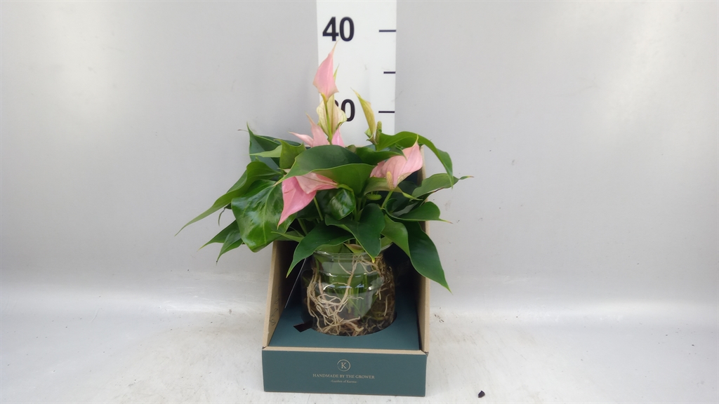 Anthu Karma Pink 12Ø 43cm