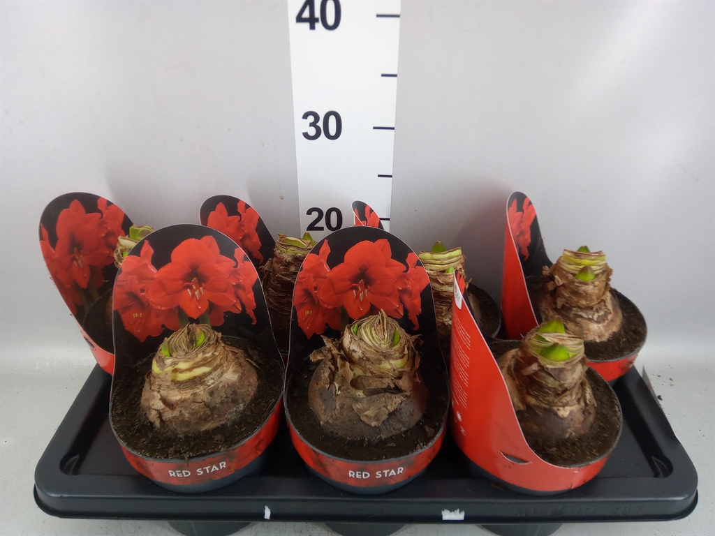 Hippeastrum Red Star 14Ø 25cm