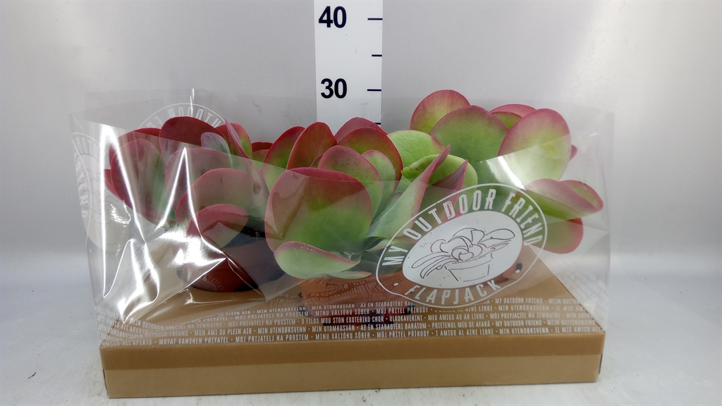 Kalanchoe Thyrsiflora 17Ø 30cm