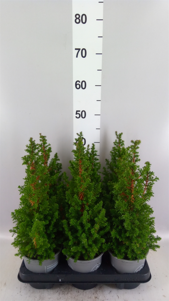 Cham Th Excell Point 13Ø 40cm