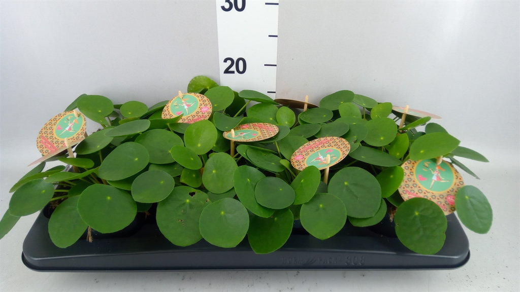 Pilea Peperomoides 12Ø 20cm