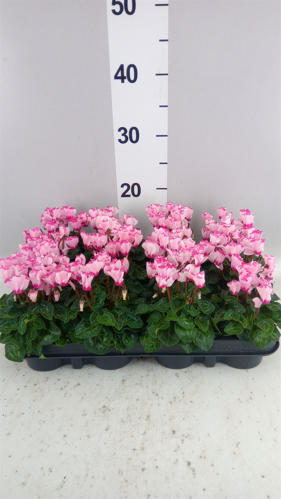 Cyclamen Super Serie Verano 7Ø 15cm