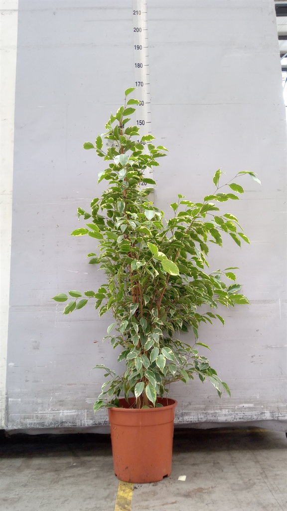 Ficus Benjamina Golden King 27Ø 140cm