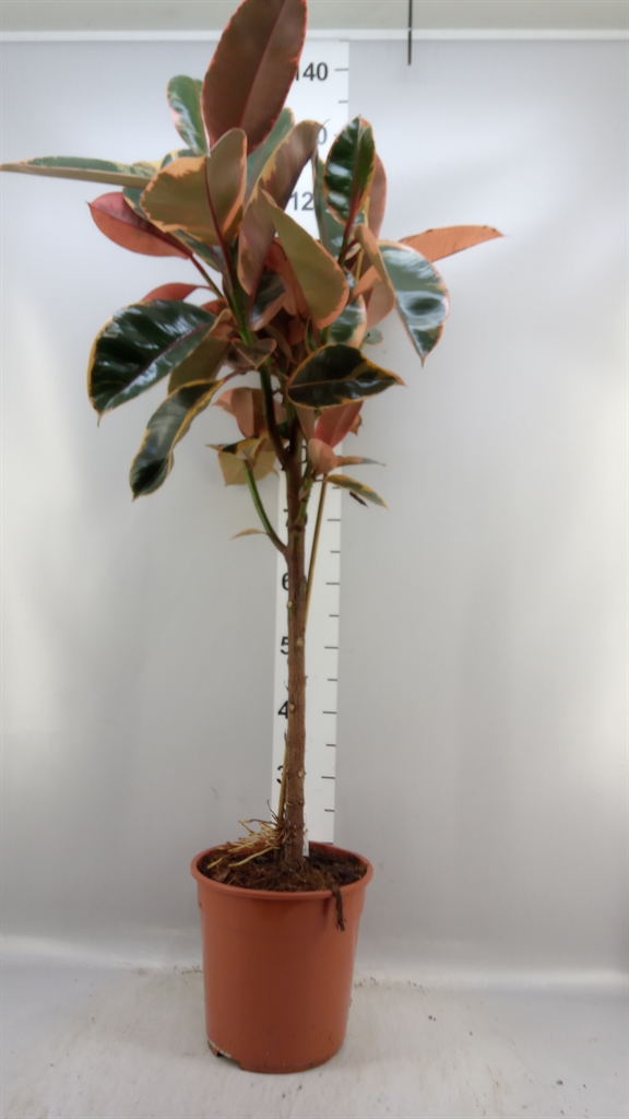 Fic Overig 24Ø 120cm