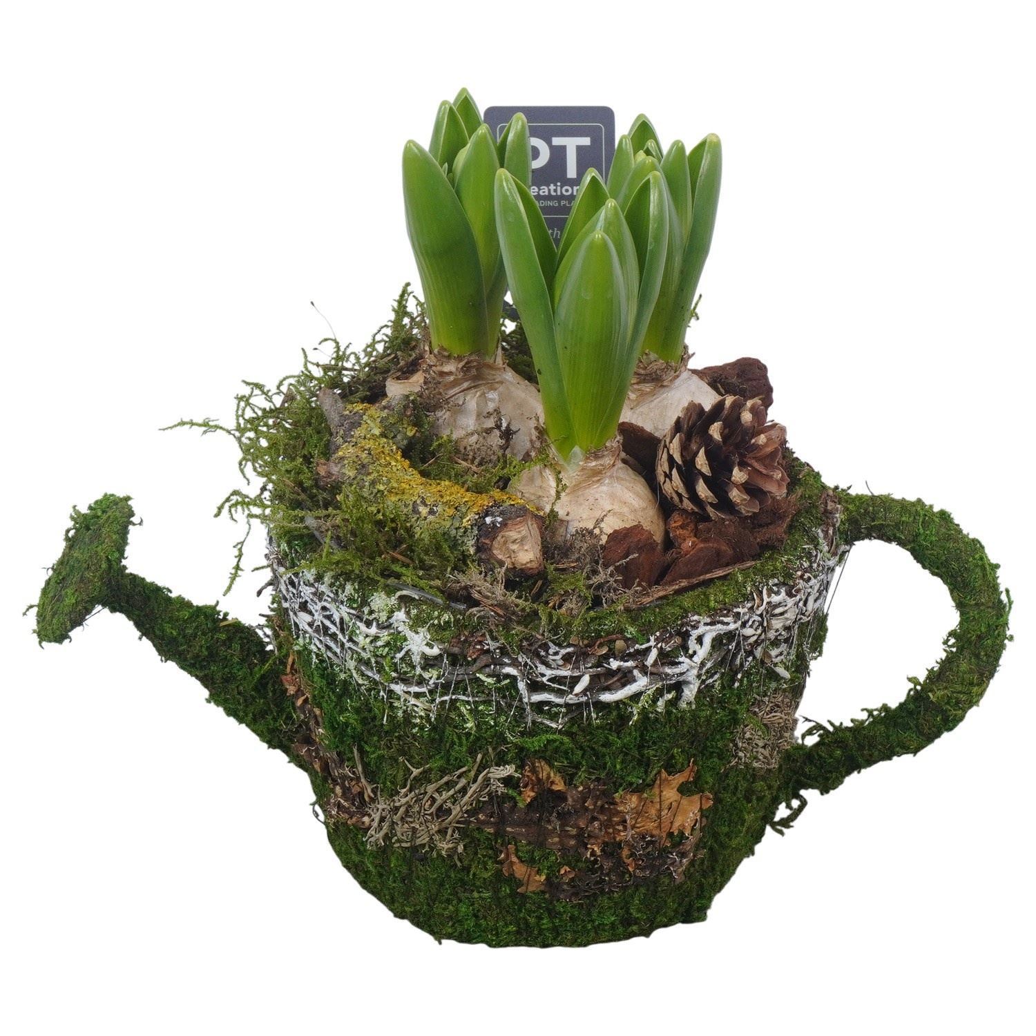 Arrangement Hyacinth 26Ø
