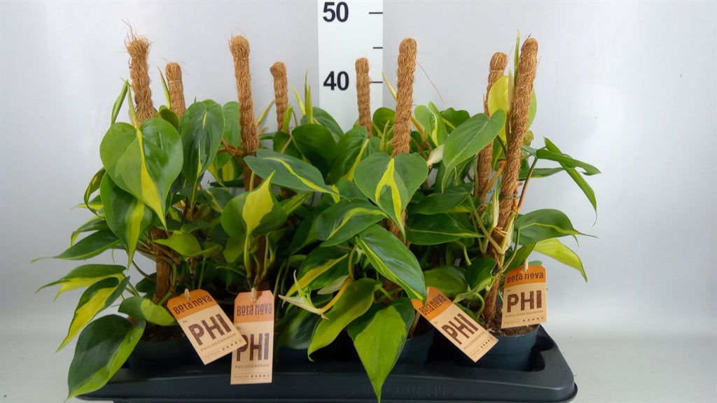 Philodendron Scandens Brasil 12Ø 40cm