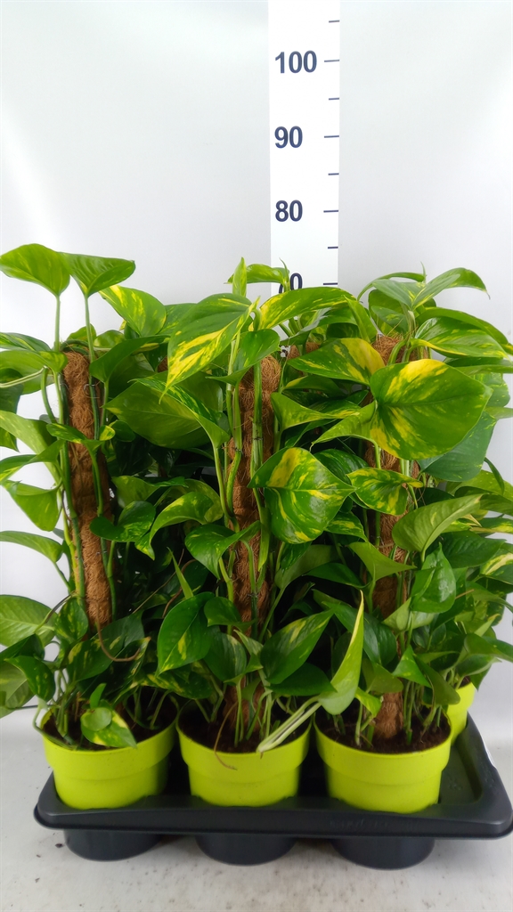 Epipremnum Moss Stick 17Ø 70cm