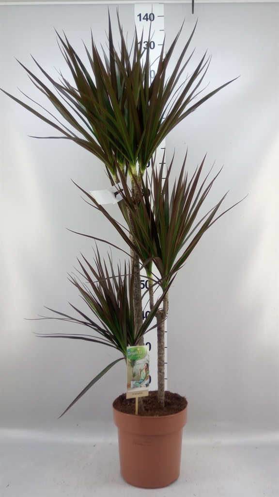 Dracaena Magenta 21Ø 120cm