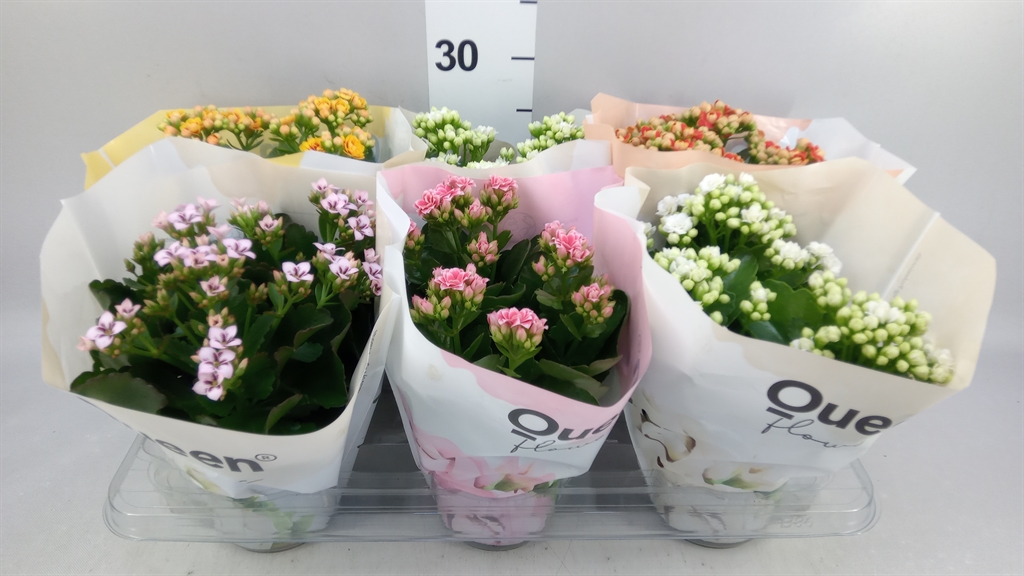 Kalanchoe Double Mix 14Ø 26cm