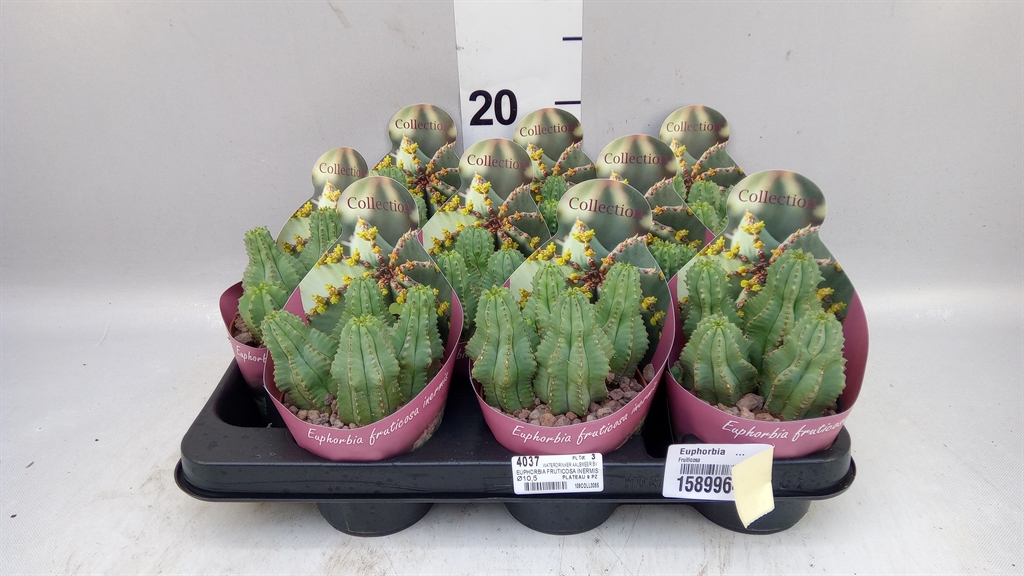 Euphor Succulenten 510Ø 10cm