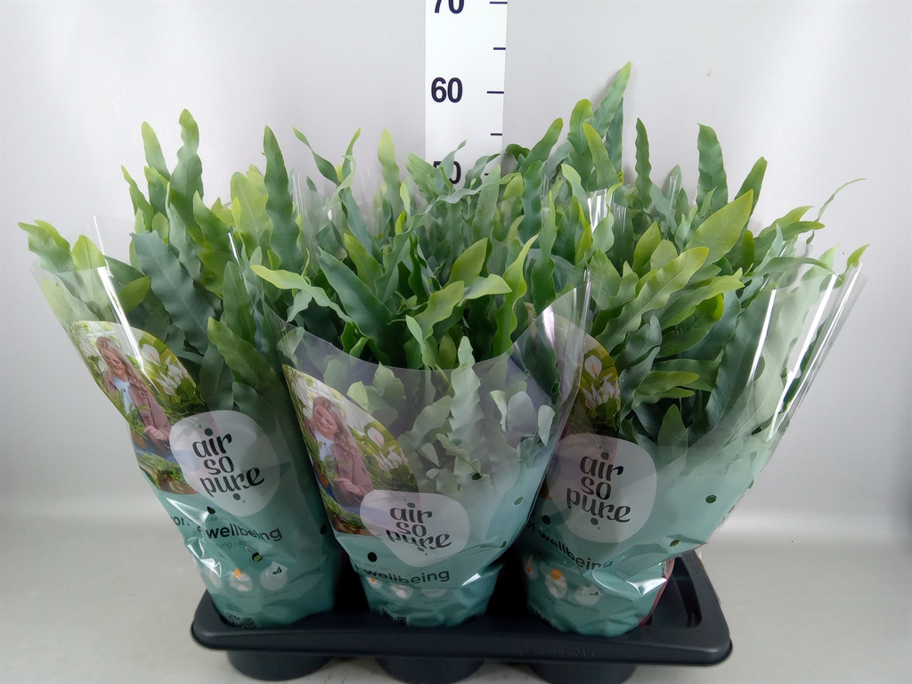 Phlebodium Blue Star 17Ø 60cm