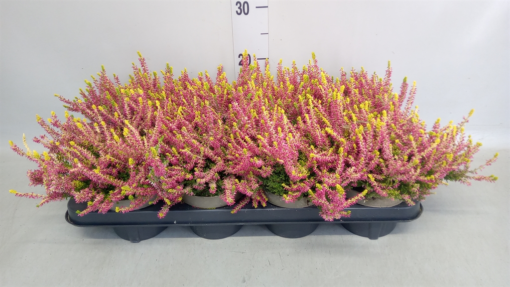 Calluna Garden Girls Golden Angie 12Ø 25cm