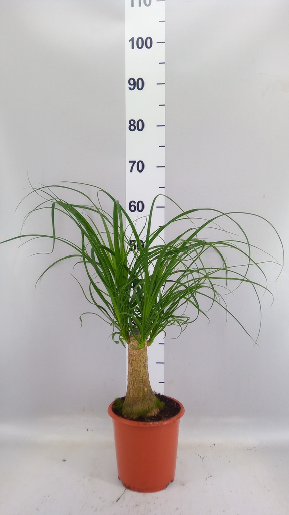 Beaucarnea Recurvata 17Ø 50cm