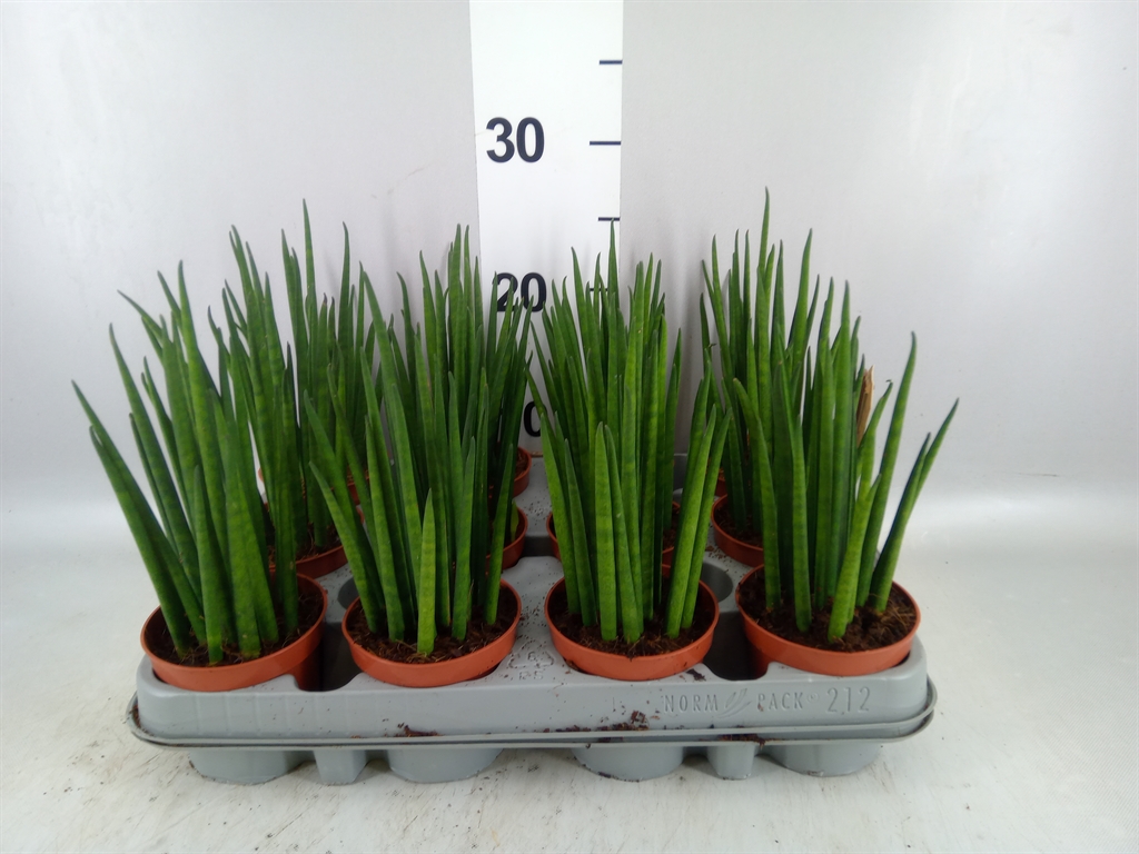 Sansevieria Bacularis 9Ø 25cm