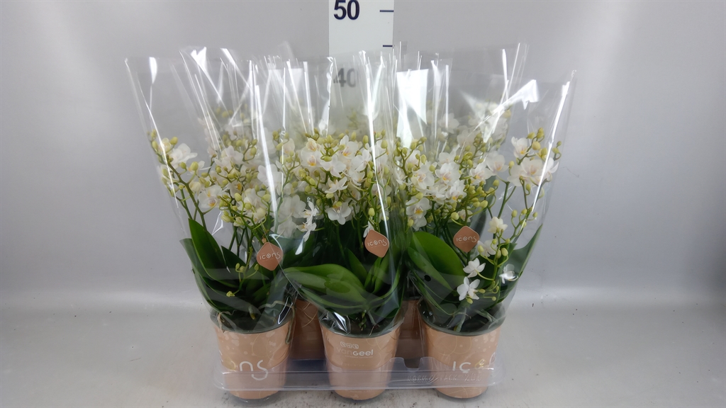 Phalaenopsis Multiflora White Punch 12Ø 35cm 6st