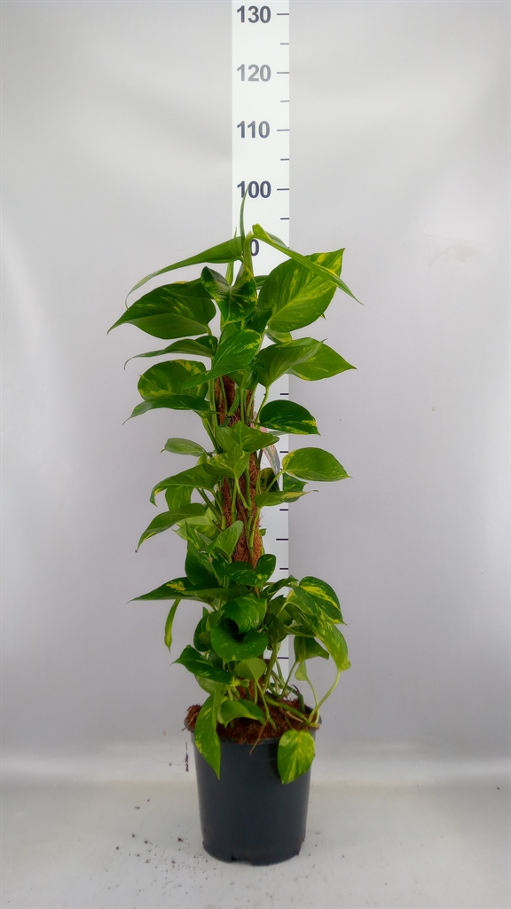 Epipremnum Moss Stick 19Ø 80cm