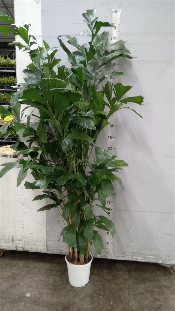 Caryota Mitis 24Ø 170cm