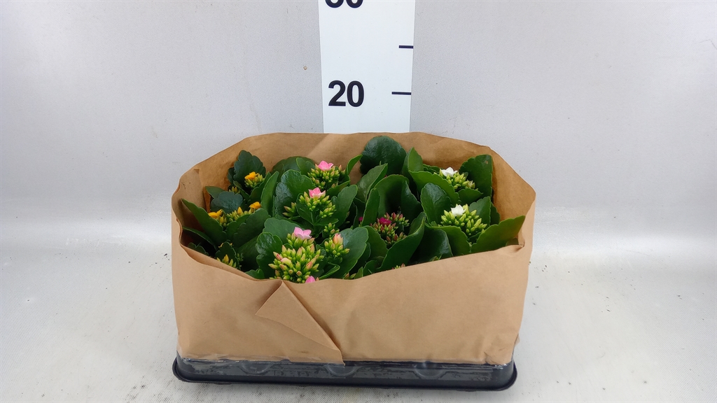Kalan Blossfeld Ov 6Ø 10cm