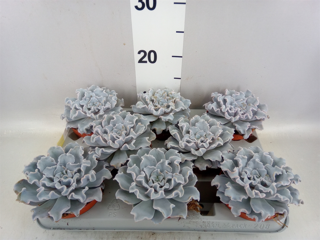 Echeveria Grey Prince 510Ø 14cm