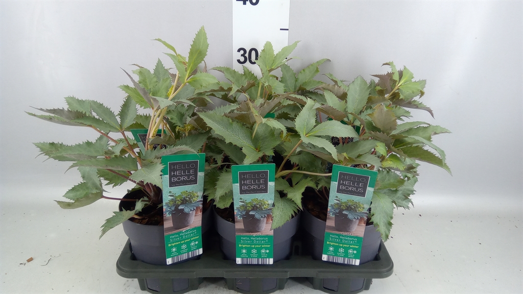 Helleborus Sternii 14Ø 30cm