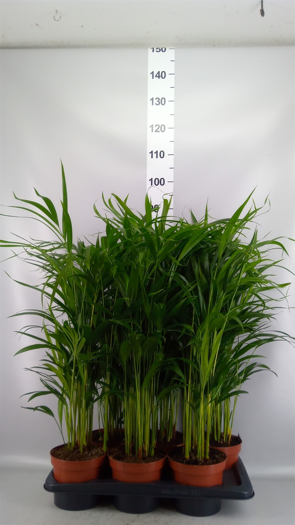 Dypsis Lutescens 17Ø 85cm