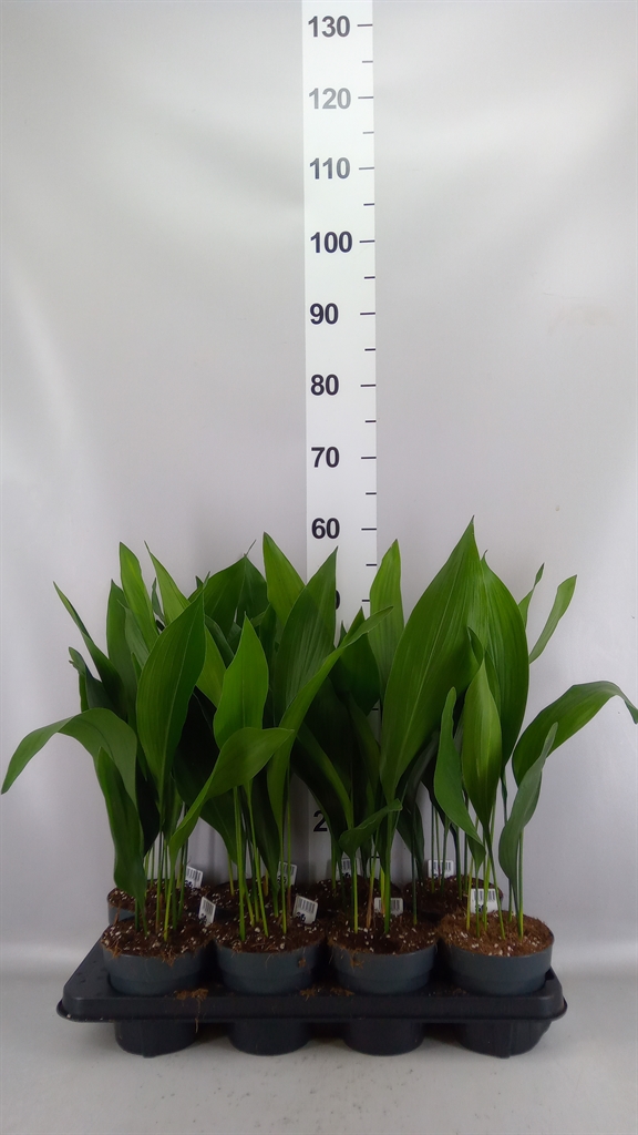 Aspidistra Elatior 13Ø 50cm