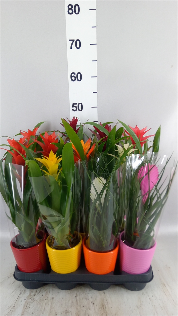 Bromelia Mix 11Ø 35cm
