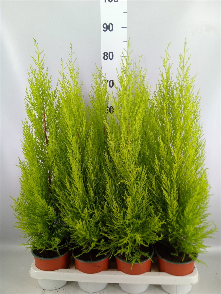 Cupressus Goldcrest Wilma 14Ø 65cm