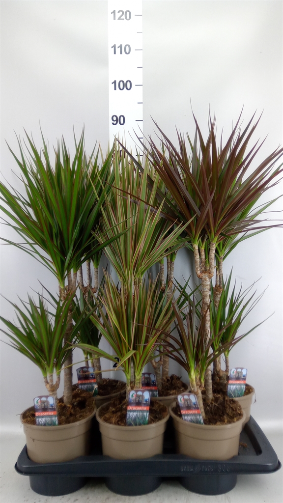 Dracaena Mix 17Ø 80cm