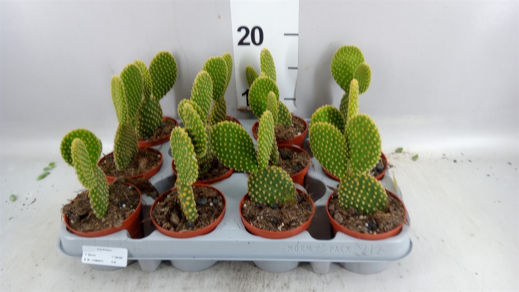 Opuntia Mi Pallida 508Ø