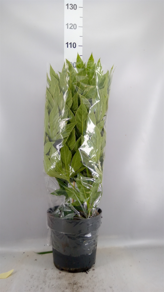 Fatsia Variegata 27Ø 85cm