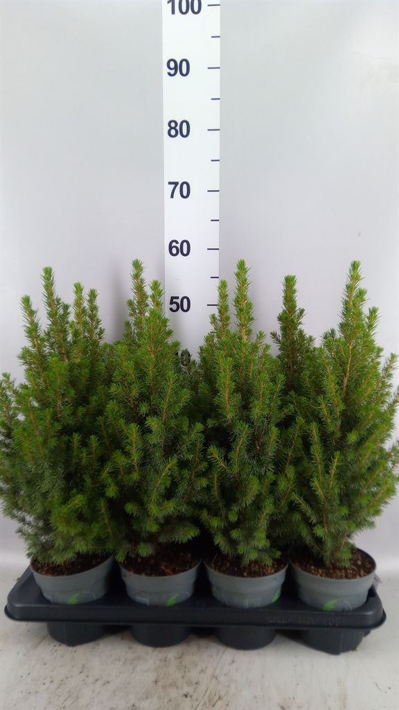 Picea Perfecta 13Ø 50cm