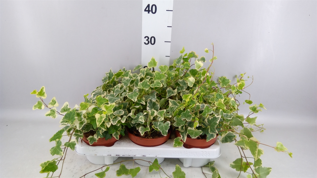 Hedera Helix White Wonder 13Ø 20cm