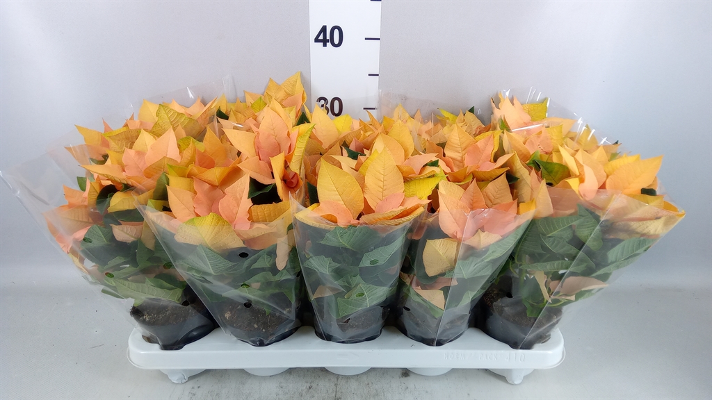 Euphor P Autum Leaves 1 Flower Xxl 510Ø 25cm