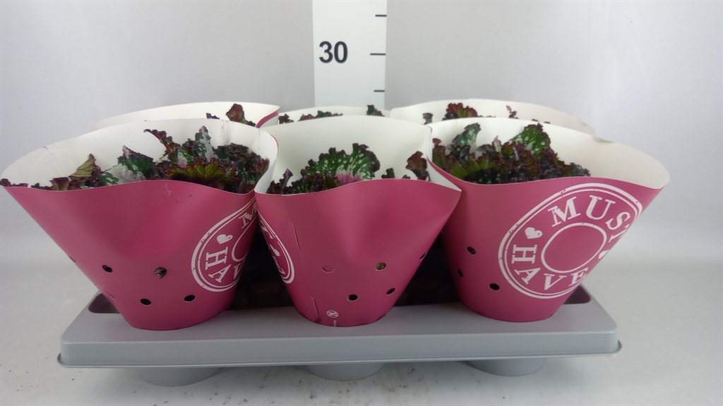 Begonia Leaf Purple Blush 13Ø 25cm