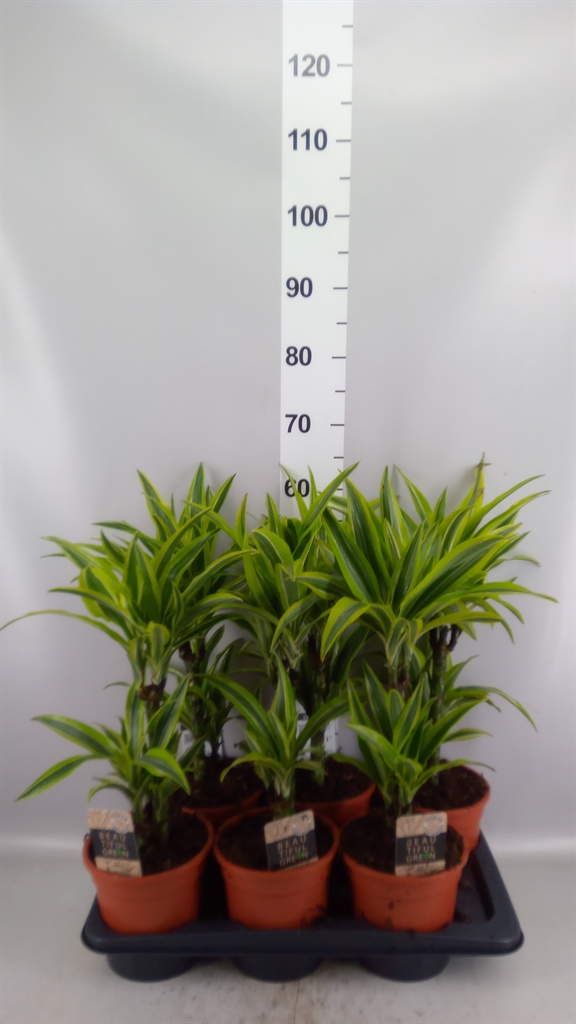 Dra De Lemon Lime 17Ø 70cm