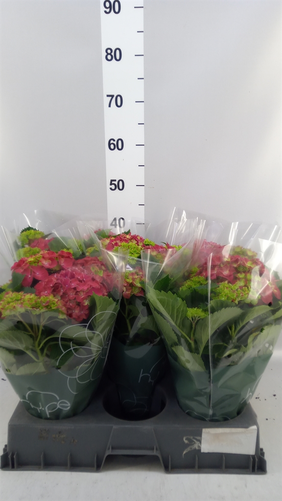 Hydrangea Hi Fire 14Ø 37cm 7bl