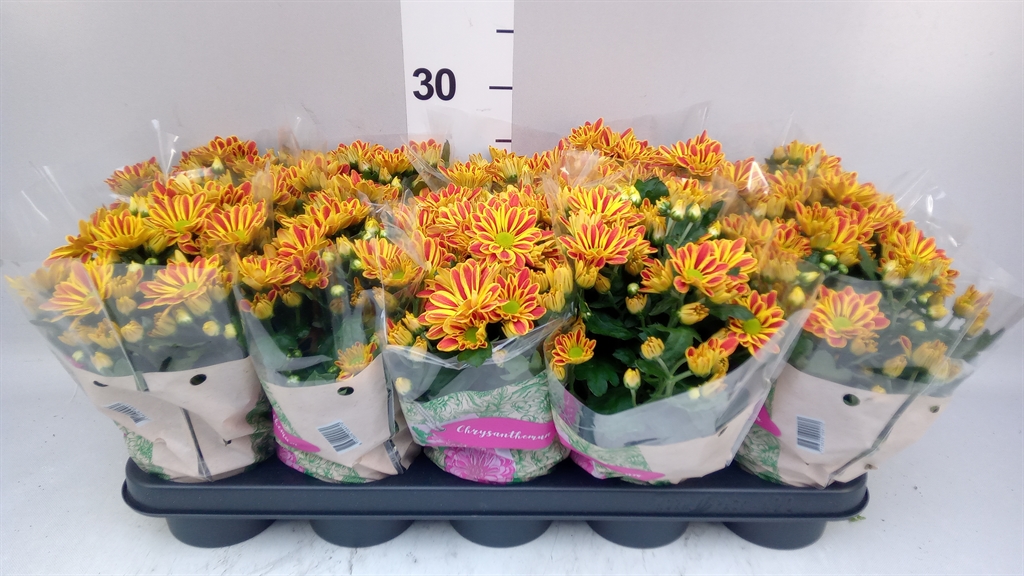 Chrysanth Artistic Armin 12Ø 27cm