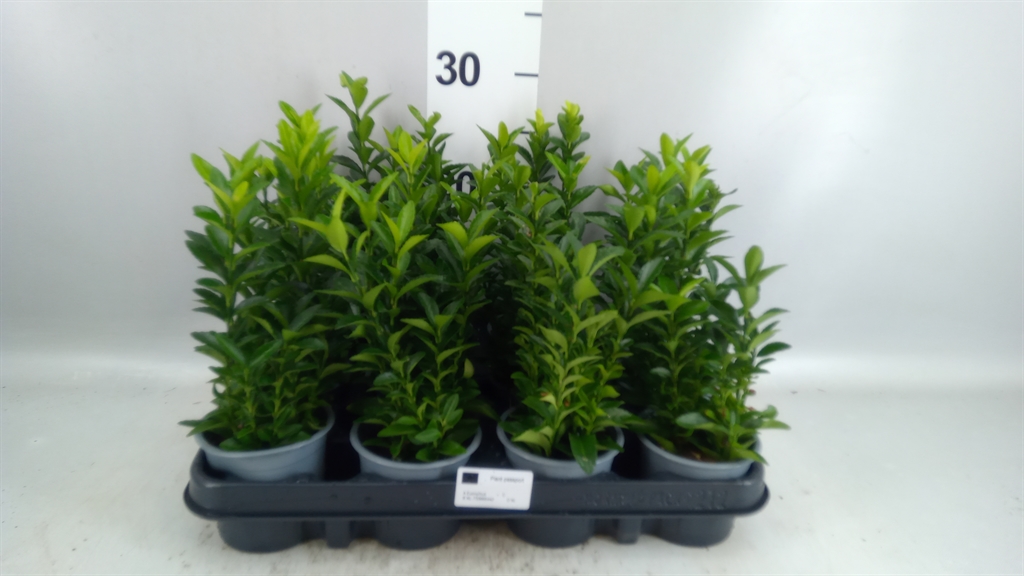 Euonymus Green Spire 9Ø 15cm