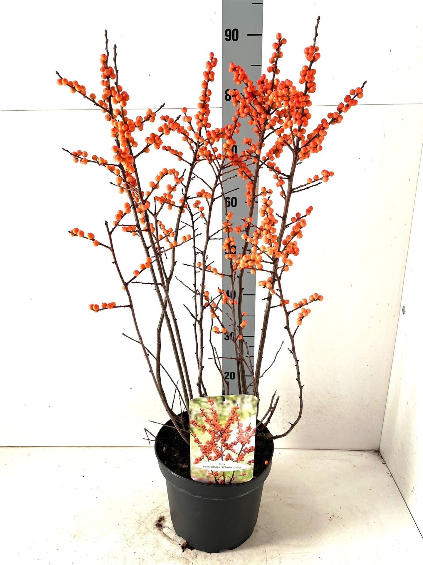 Ilex Verticillata 23Ø 85cm