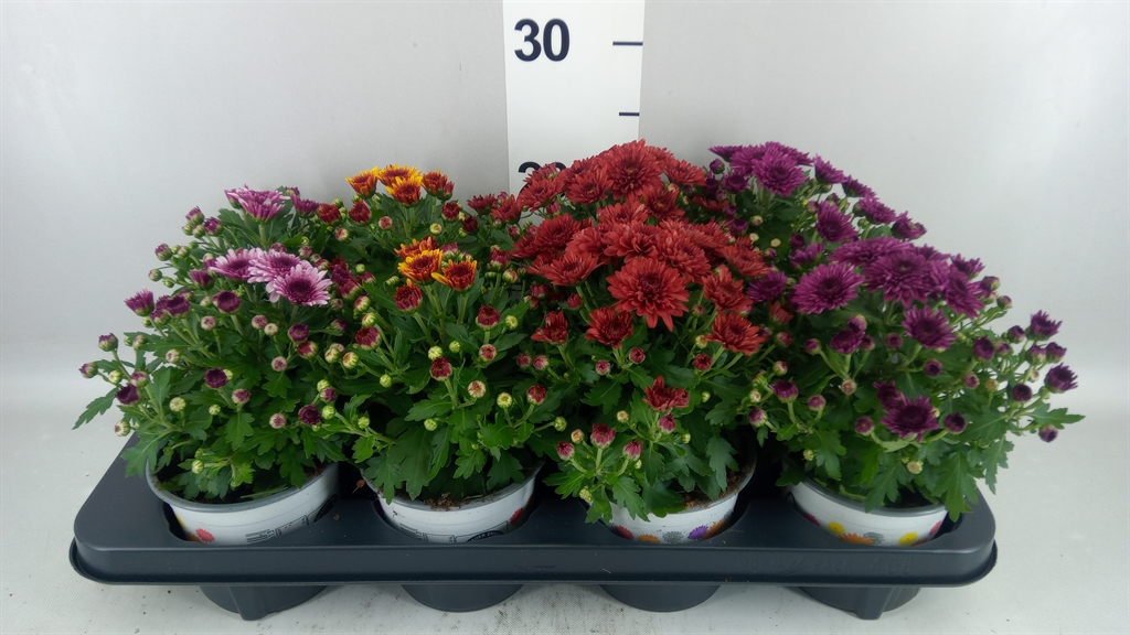 Chrysanth Pico Mix 12Ø 22cm