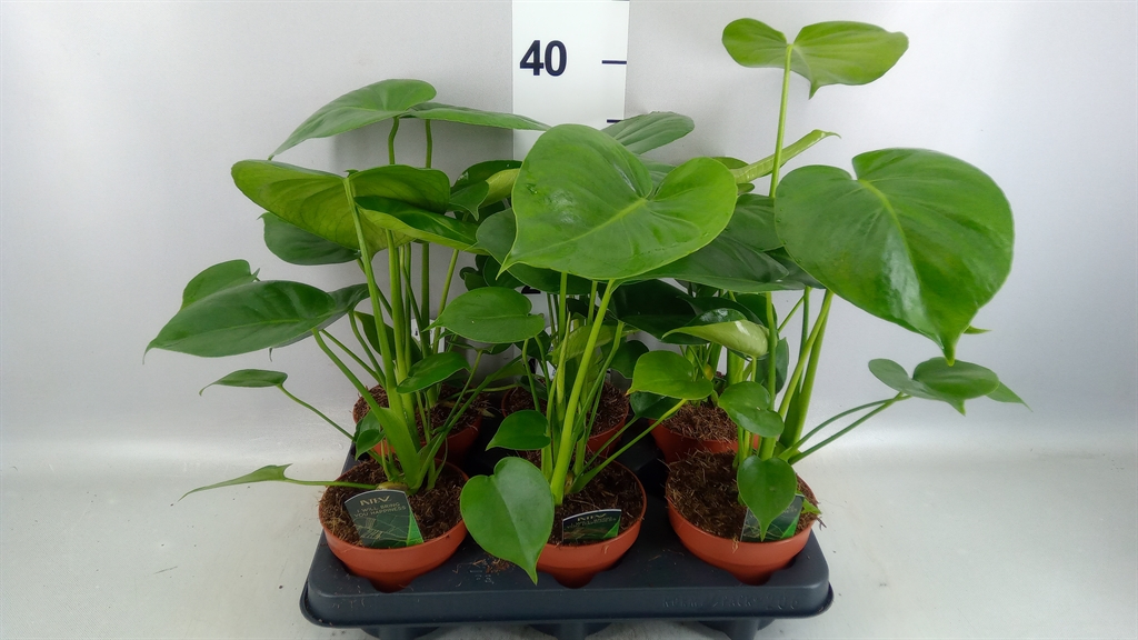 Monstera Deliciosa 12Ø 35cm