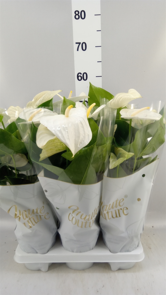 Anthurium Cocos 14Ø 50cm
