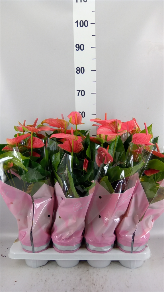 Anthurium Sweet Dream 14Ø 45cm