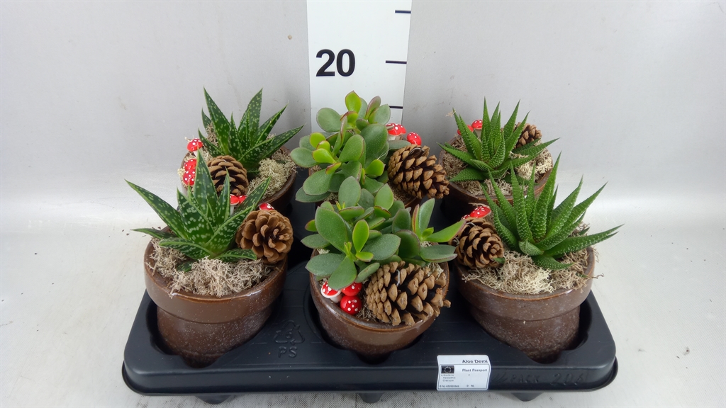 Vetplanten Arr 6% 11Ø