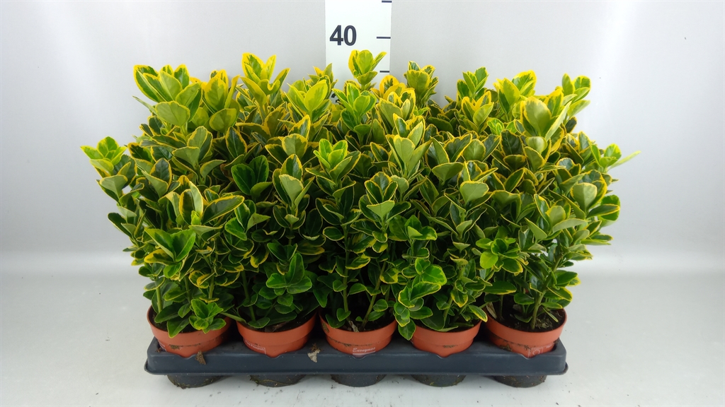 Euonymus Aureus 11Ø 25cm