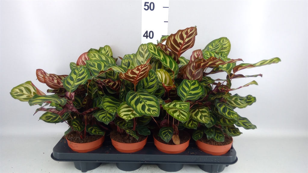 Calathea Makoyana 12Ø 30cm