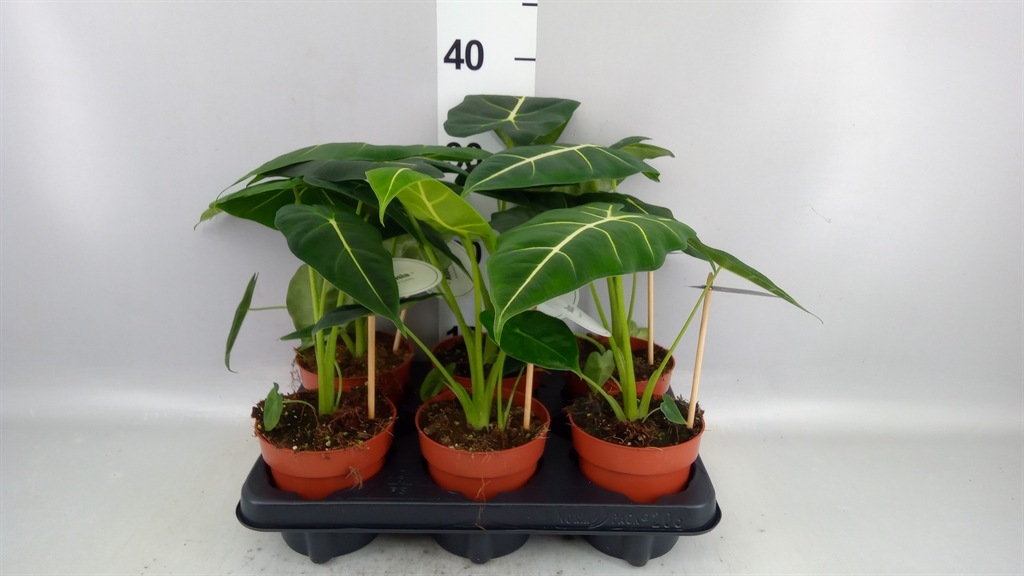Alocasia Overig 12Ø 40cm
