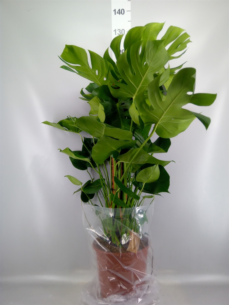 Monstera Deliciosa 27Ø 110cm