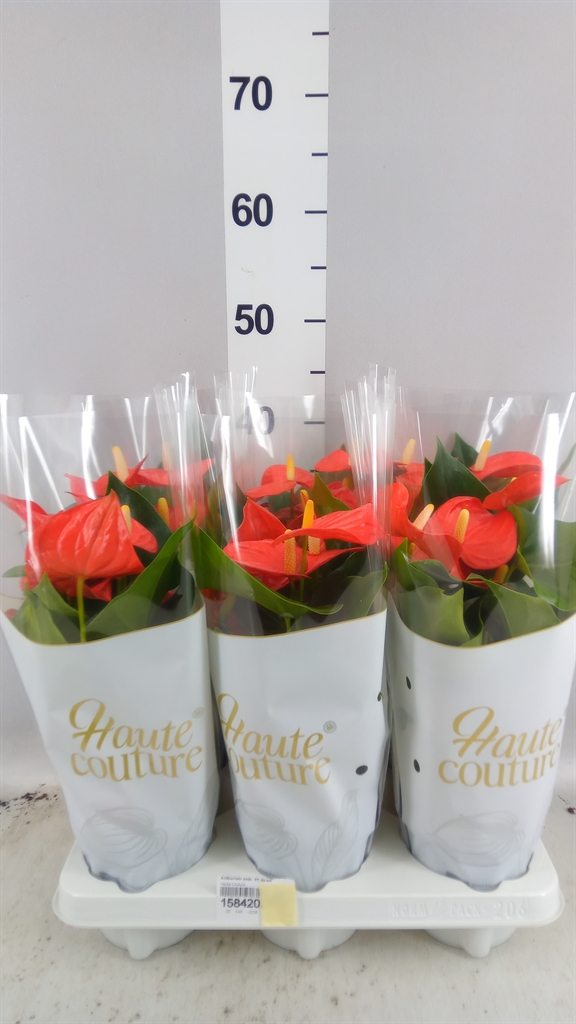 Anthurium Floriclone Vicino 12Ø 40cm